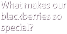 Special Blackberries