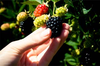 blackberries field
